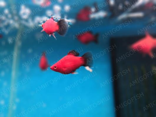 Пецилия дисковая Красно-черная (Xiphophorus maculatus) разводная