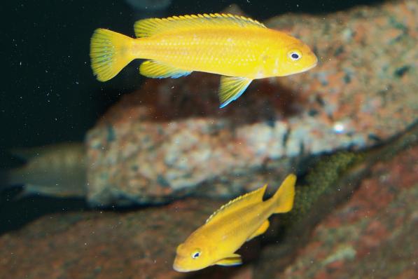 Цихлида Меланохромис Йохани (Melanochromis Johannii)
