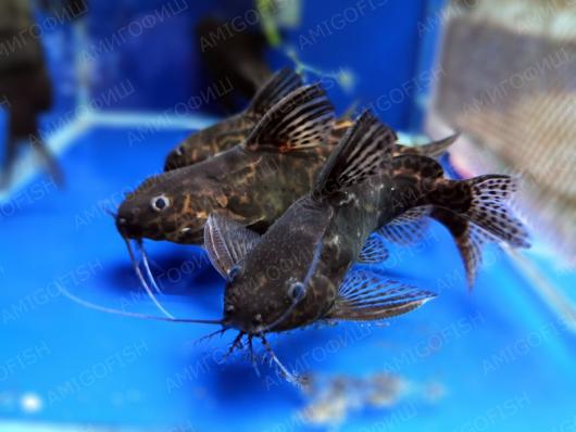 Сомик Синодонтис мраморный или Синодонтис Шоутедена  (Synodontis schoutedeni)  7 - 9 см
