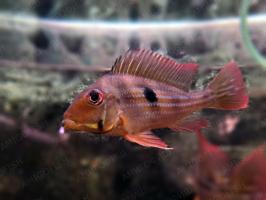 Геофагус Вайнмиллера (Geophagus winemilleri)