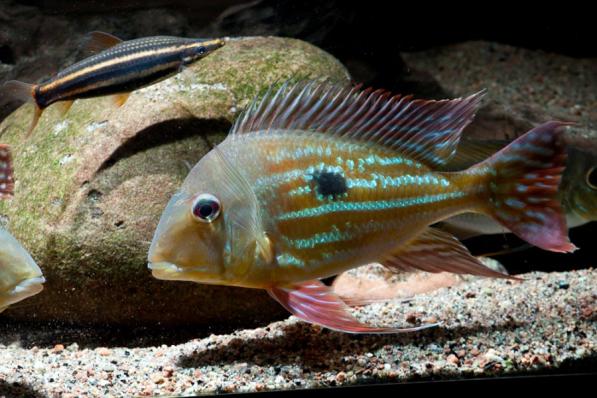 Геофагус Вайнмиллера (Geophagus winemilleri)