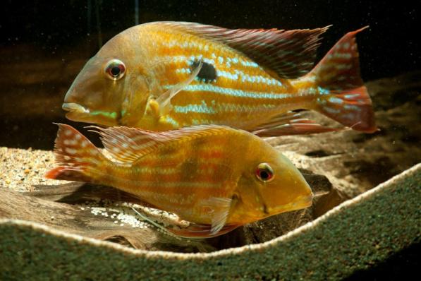 Геофагус Вайнмиллера (Geophagus winemilleri)