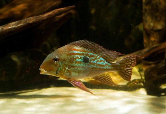 Геофагус Вайнмиллера (Geophagus winemilleri)