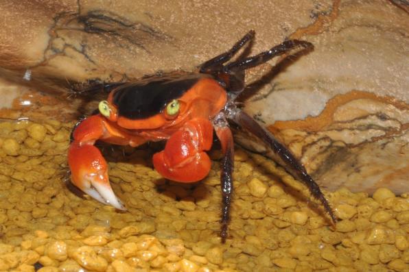 Краб красное яблоко Metasesarma aubryi  (Red Tomato Crab, или Red Apple Crab) 4 см