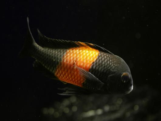 Цихлида Трофеус Бемба (Tropheus moorii bemba) (наличие, актуальные размеры и цены подтверждаются менеджером)