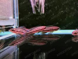 Юлидохромис Дикфельда (Julidochromis dickfeldi)