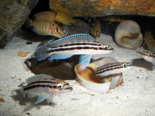 Цихлида Юлидохромис Дикфельда (Julidochromis dickfeldi) 4 см