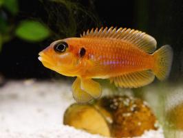 Лампрологус оцеллатус голд (Lamprologus ocellatus)