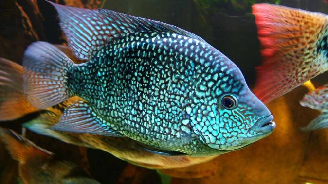 Цихлазома бриллиантовая (Cichlasoma cyanoguttatum) предзаказ на ожидание поставки 3 - 4 см