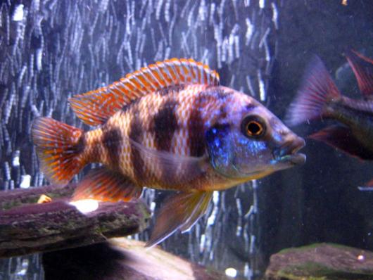 Цихлида Плацидохромис Миломо (placidochromis milomo) 4,5 - 5 см