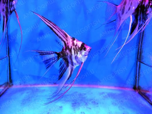 Скалярия Мрамор вуаль (Pterophyllum scalare)