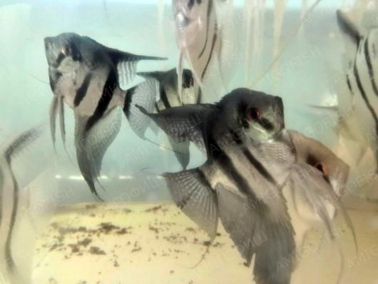Скалярии (Pterophyllum sp.) взрослые ассорти 11 - 14 см