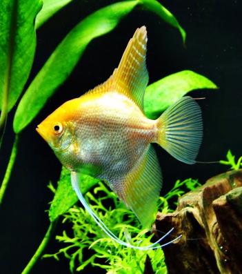 Скалярия золотой жемчуг (Pterophyllum scalare var Gold)