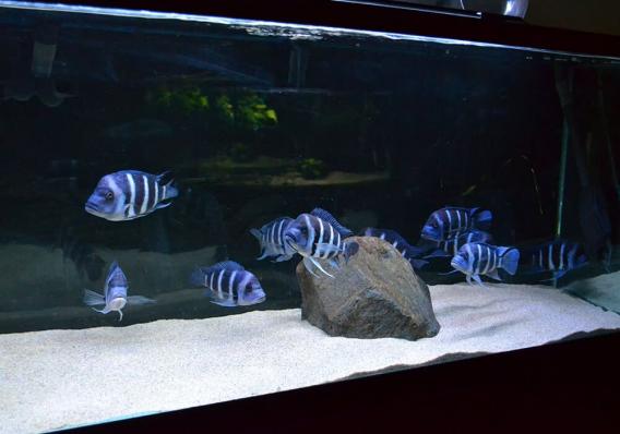 Цифотиляпия фронтоза  блю заир Моба (Cyphotilapia frontosa blue zaire Moba) - наличие  выбранного размера подтверждается