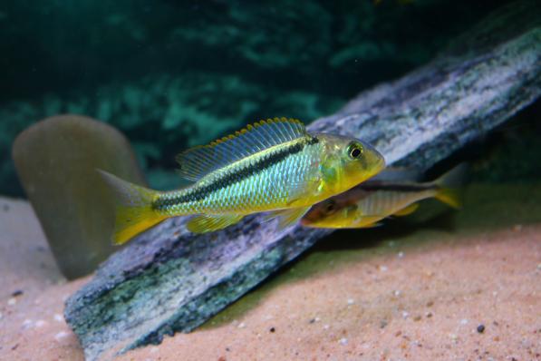 Буккохромис родези (Buccochromis rhoadesii)