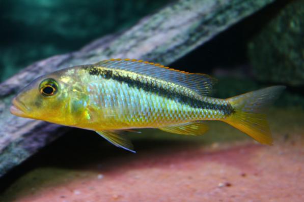Буккохромис родези (Buccochromis rhoadesii)