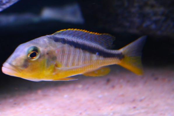 Буккохромис родези (Buccochromis rhoadesii)