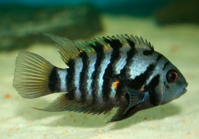 Чернополосая цихлозома (Cichlasoma nigrofasciatum) купить в Амигофиш