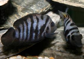 Чернополосая цихлозома (Cichlasoma nigrofasciatum) купить в Амигофиш