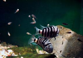 Чернополосая цихлозома (Cichlasoma nigrofasciatum) купить в Амигофиш