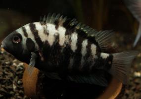 Чернополосая цихлозома (Cichlasoma nigrofasciatum) купить в Амигофиш