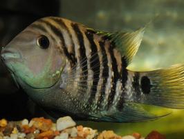 Чернополосая цихлозома (Cichlasoma nigrofasciatum) купить в Амигофиш