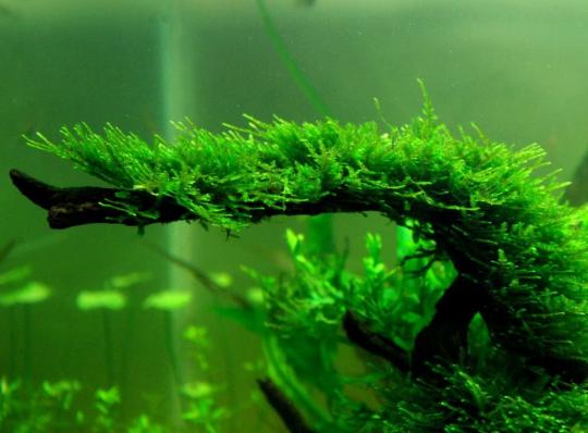 Мох рождественский - крисмас (Christmas Moss, Vesicularia montagnei)