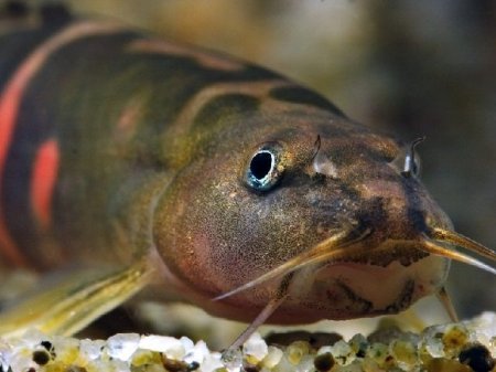 Голец Шистура Бальтеата (Schistura balteata, Sumo Loach)