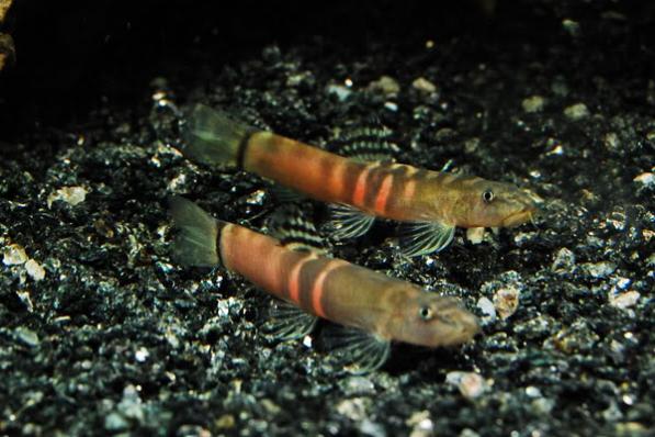 Голец Шистура Бальтеата (Schistura balteata, Sumo Loach)