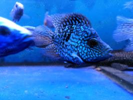 Попугай Бриллиантовый (Hybrid Cichlid)