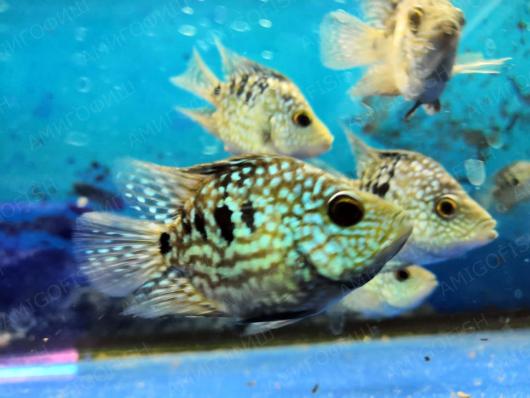 Попугай Бриллиантовый (Hybrid Cichlid)