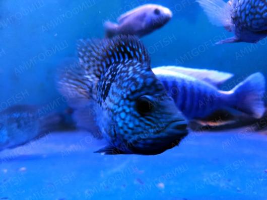 Попугай Бриллиантовый (Hybrid Cichlid)