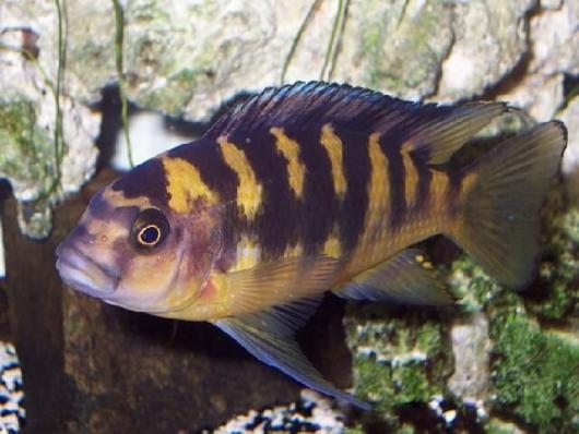 Псевдотрофеус Крабро, Хамелеон (Pseudotropheus crabro)