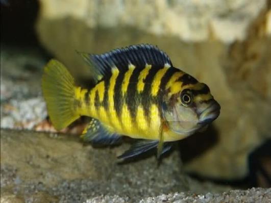 Псевдотрофеус Крабро, Хамелеон (Pseudotropheus crabro)