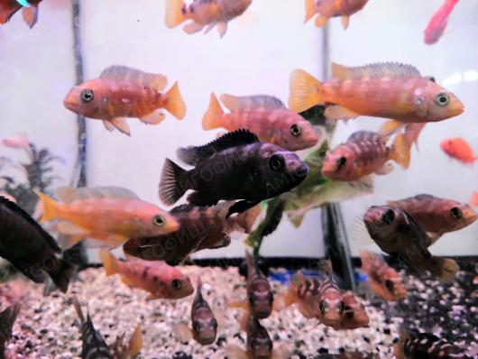 Псевдотрофеус Крабро, Хамелеон (Pseudotropheus crabro)