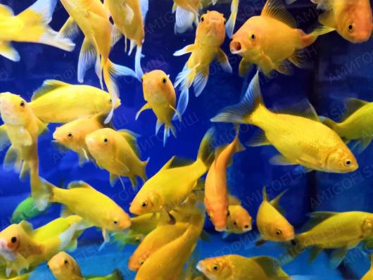 Карась Комета лимонная (Goldfish Comet) 4,5 - 6 см