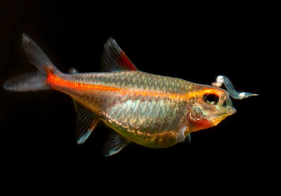 Тетра Эритрозонус (Hemigrammus Erythrozonus)