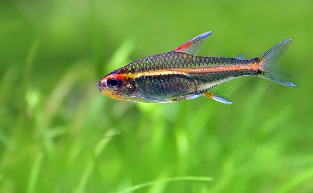 Тетра Эритрозонус (Hemigrammus Erythrozonus)