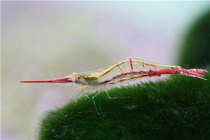 Креветка Пиноккио (Caridina gracilirostris), Креветка красноносая (Red Noice Shrimp)