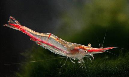 Креветка Пиноккио (Caridina gracilirostris), Креветка красноносая (Red Noice Shrimp)