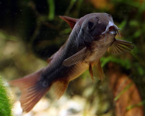 Коридорас Венесуэла Блэк  (Corydoras Sp. Black Venezuela) 2,5 - 3 см