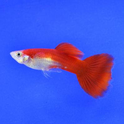 Гуппи Красный блондин (Poecilia reticulata Red blonde) самцы