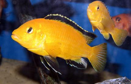 prodtmpimg/15116951503546_-_time_-_35-2.electric-yellow-cichlid.jpg