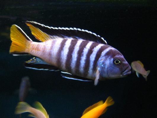 Цихлида Псевдотрофеус  Элонгатус (Pseudotropheus elongatus) 4 - 4,5 см