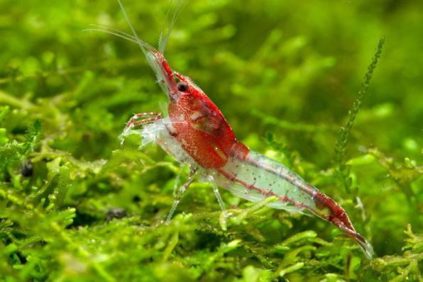 Креветка Рили (Rili Shrimp)