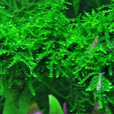 Мох плакучий или мох Випинг (Vesicularia ferriei, Weeping Moss)