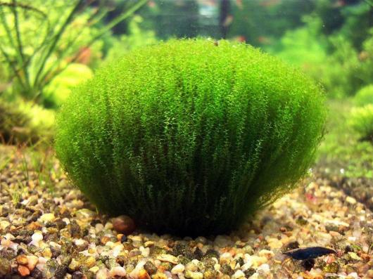 Мох Стринги, Лептодиктиум рипариум Стринги (Leptodictyum riparium Stringy)