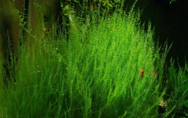 Мох Стринги, Лептодиктиум рипариум Стринги (Leptodictyum riparium Stringy)
