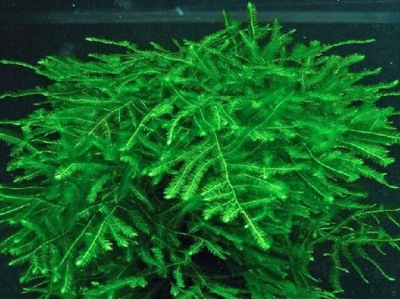 Мох колючий, Таксифиллум Спайки (Spiky moss)