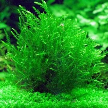 Мох фонтиналис антипиретика Виллоу (Fontinallis antipyretica Willow ) меристемный
